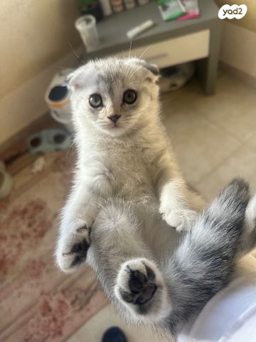 תמונת מודעה - חיות מחמד