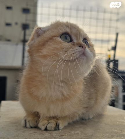 תמונת מודעה - חיות מחמד