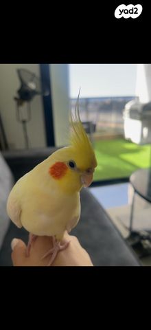 תמונת מודעה - חיות מחמד