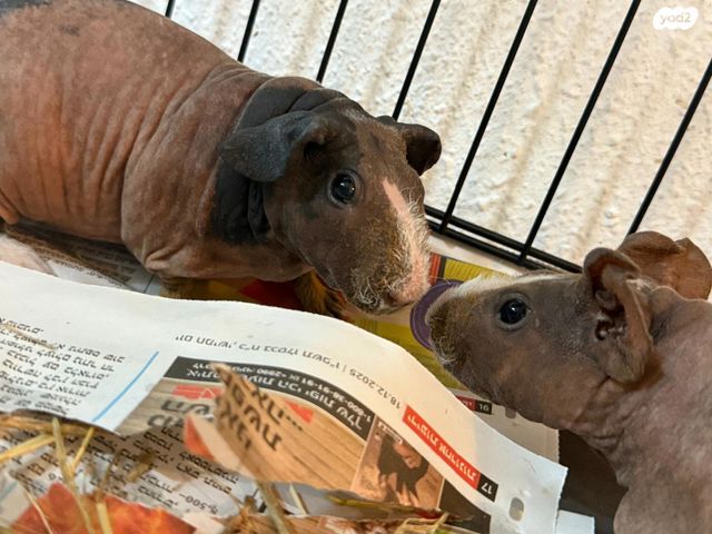 תמונת מודעה - חיות מחמד