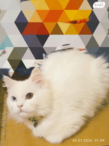 תמונת מודעה - חיות מחמד