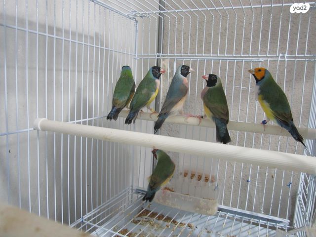 תמונת מודעה - חיות מחמד