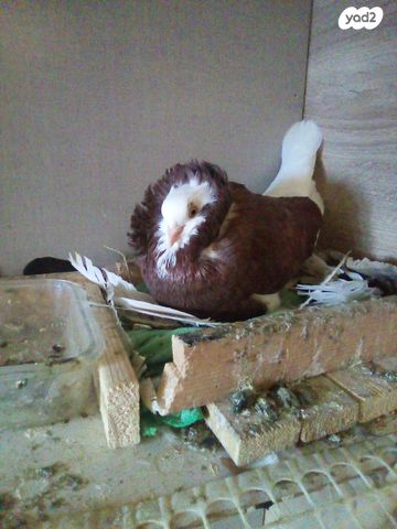 תמונת מודעה - חיות מחמד