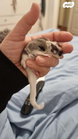 תמונת מודעה - חיות מחמד