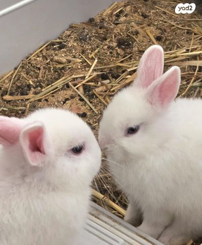 תמונת מודעה - חיות מחמד