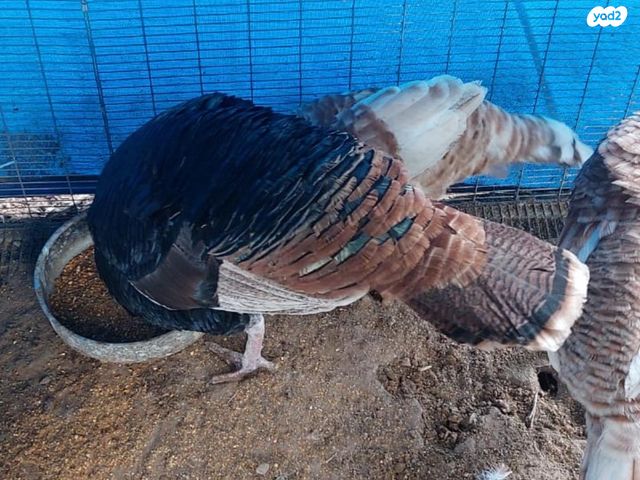 תמונת מודעה - חיות מחמד