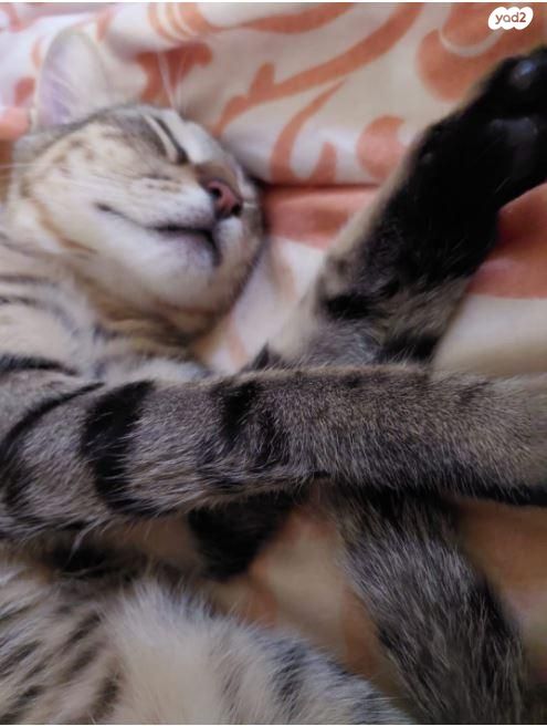 תמונת מודעה - חיות מחמד