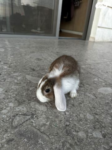 תמונת מודעה - חיות מחמד