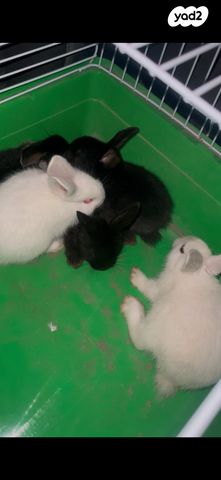 תמונת מודעה - חיות מחמד