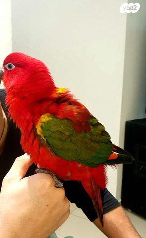 תמונת מודעה - חיות מחמד