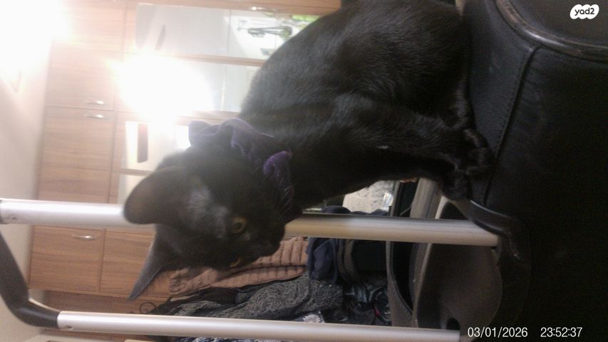 תמונת מודעה - חיות מחמד