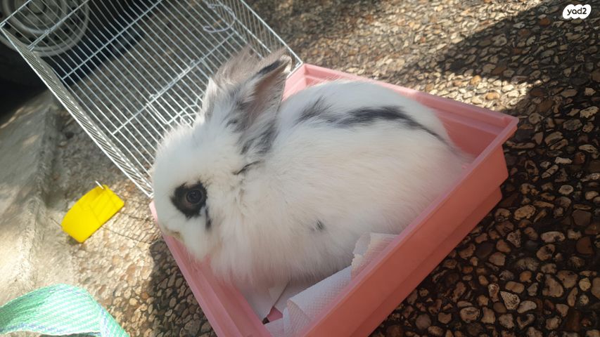 תמונת מודעה - חיות מחמד