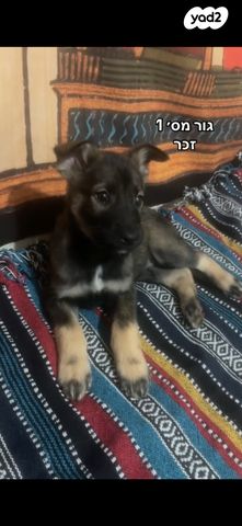 תמונת מודעה - חיות מחמד