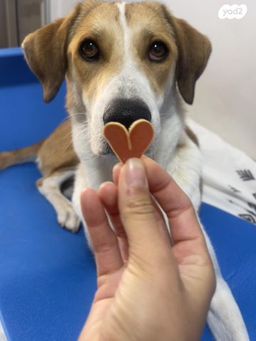 תמונת מודעה - חיות מחמד