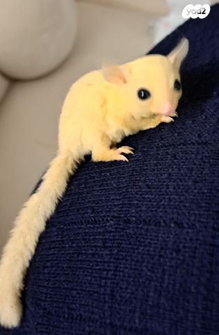 תמונת מודעה - חיות מחמד