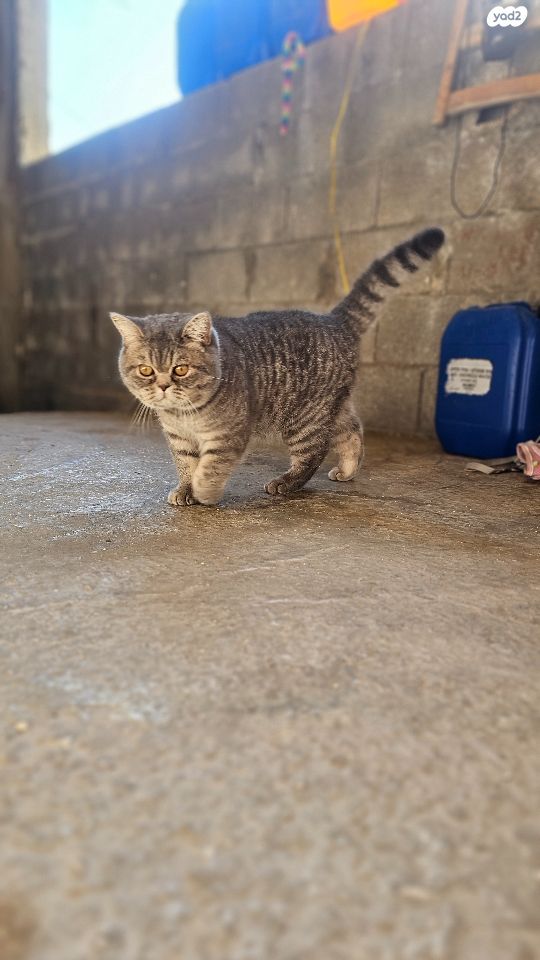 תמונת מודעה - חיות מחמד