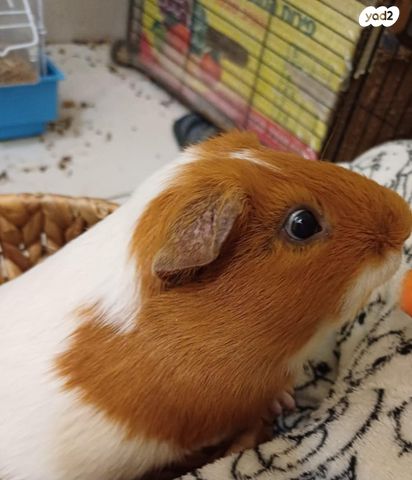 תמונת מודעה - חיות מחמד