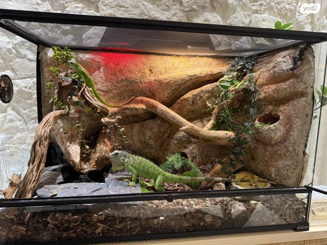 תמונת מודעה - חיות מחמד