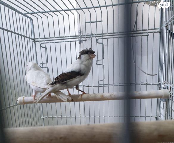 תמונת מודעה - חיות מחמד