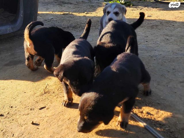 תמונת מודעה - חיות מחמד
