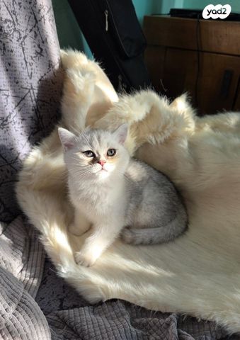 תמונת מודעה - חיות מחמד