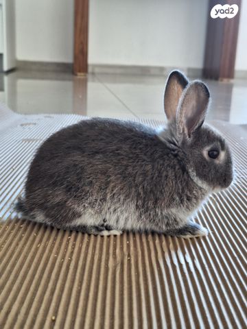 תמונת מודעה - חיות מחמד