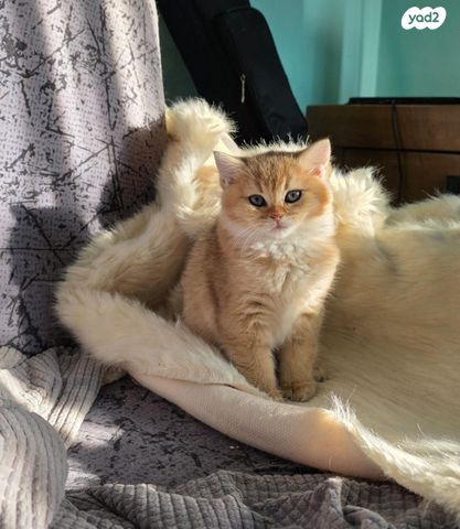 תמונת מודעה - חיות מחמד