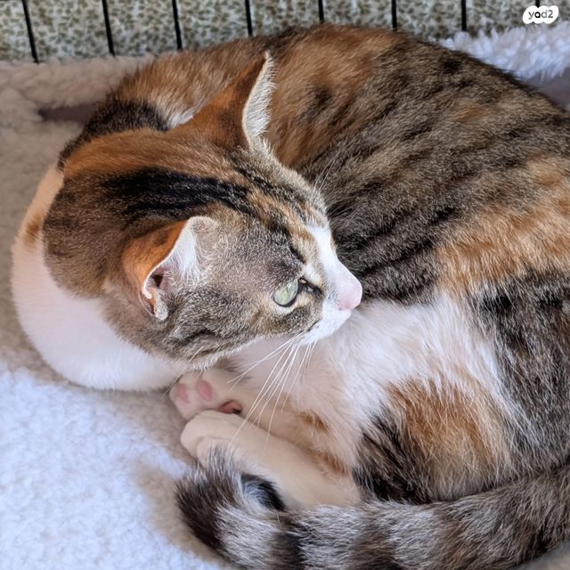 תמונת מודעה - חיות מחמד