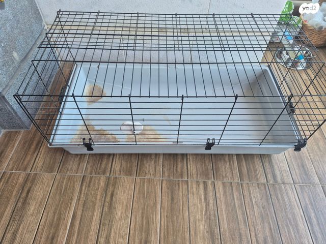 תמונת מודעה - חיות מחמד