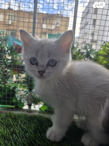 תמונת מודעה - חיות מחמד