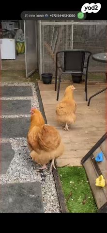 תמונת מודעה - חיות מחמד