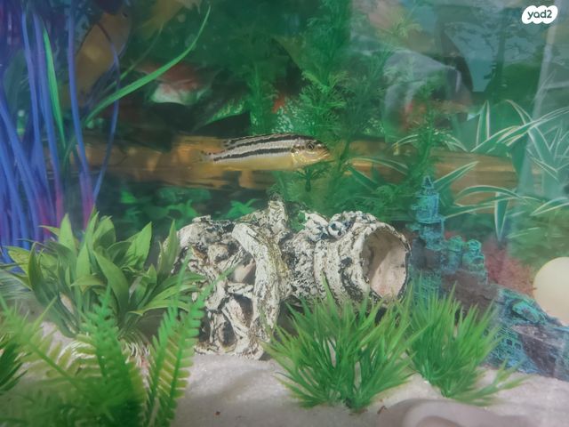 תמונת מודעה - חיות מחמד