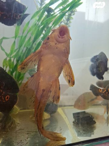 תמונת מודעה - חיות מחמד