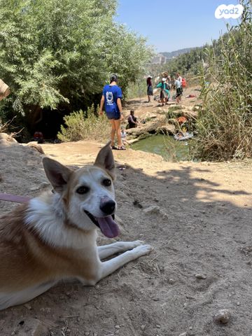 תמונת מודעה - חיות מחמד