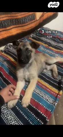 תמונת מודעה - חיות מחמד