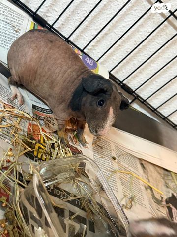 מכרסם שרקן \ קביה