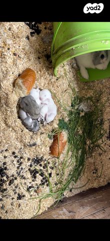 מכרסם ארנב ננסי