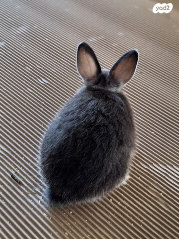 מכרסם ארנב ננסי