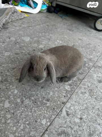 מכרסם ארנב שמוט אוזניים