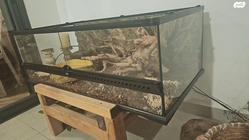 זוחל פיתון מתכדר