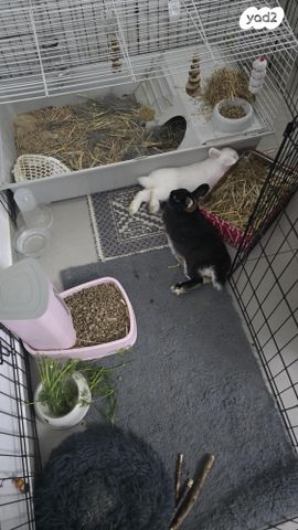 מכרסם ארנב ננסי