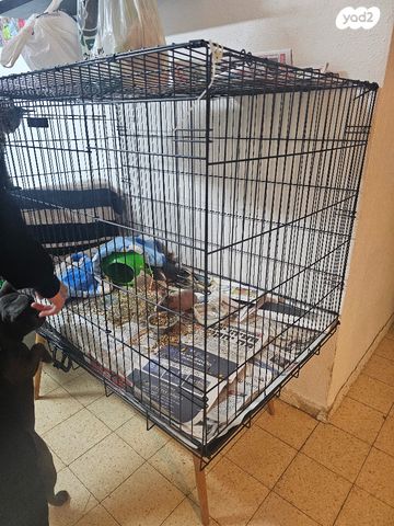 מכרסם שרקן \ קביה