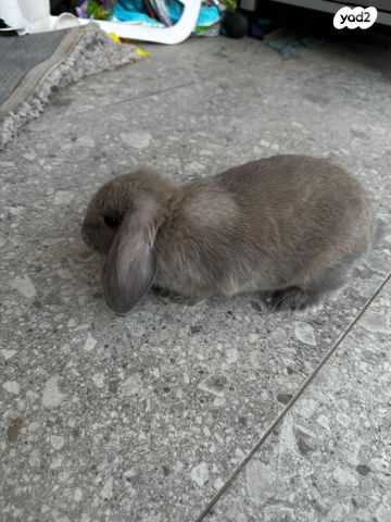 מכרסם ארנב שמוט אוזניים