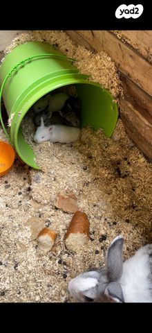 מכרסם ארנב ננסי