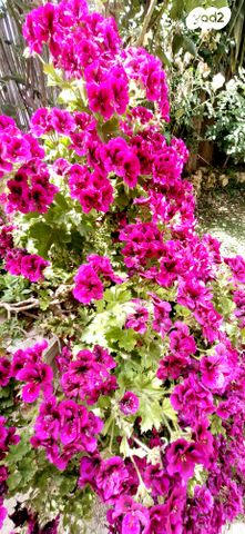 דירת גן, משה גבירצמן, פסגת זאב, ירושלים