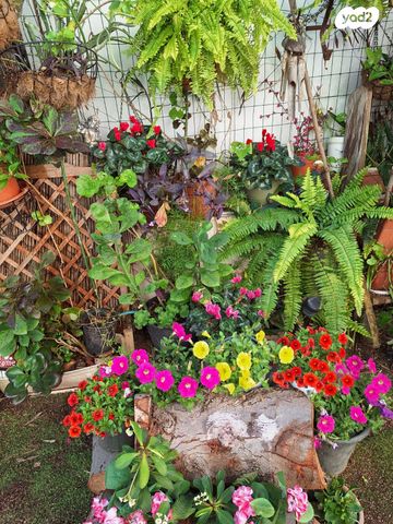 דירת גן, שלום פינקלשטיין, סלע, רחובות