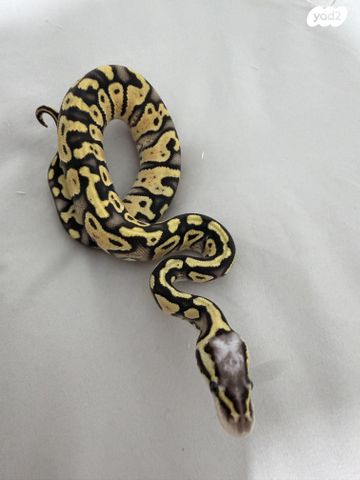 זוחל פיתון מתכדר