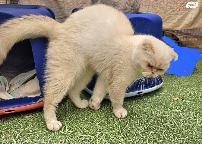 תמונת מודעה - חיות מחמד