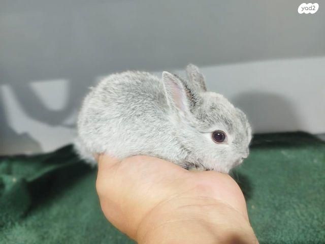 תמונת מודעה - חיות מחמד