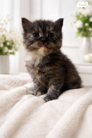 תמונת מודעה - חיות מחמד